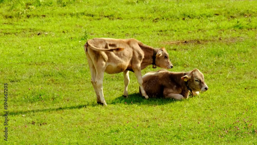 two calves, young hornless brown cows graze in meadow on sunny day, young cattle in swiss pastures, meat and dairy industry concept, ecology, problem of greenhouse gases methane two calves, young hornless brown cows graze in meadow on sunny day, young cattle in swiss pastures, meat and dairy industry concept, ecology, problem of greenhouse gases methane