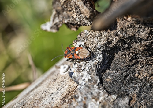 Small Spilostethus pandurus insect on the bark of a tree in a sunny outdoor setting