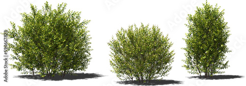 hedge igustrum plant hq arch viz cutout photo