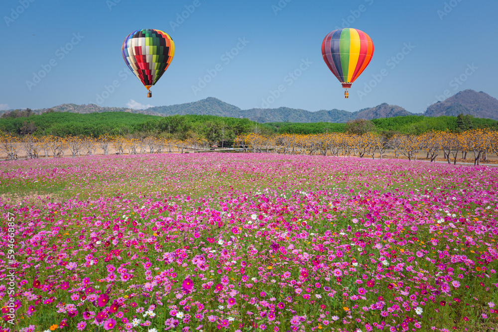 Fototapeta premium Color hot air balloon flight in the blue sky over the cosmos flowers with nature background. transportation concept.