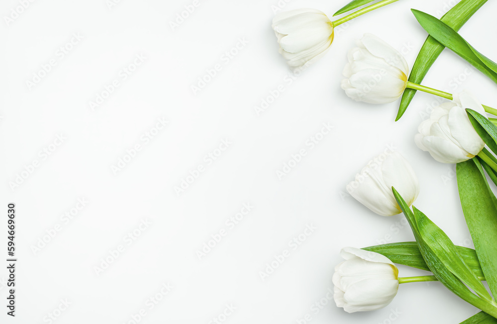 white tulips on a light gray background, top view