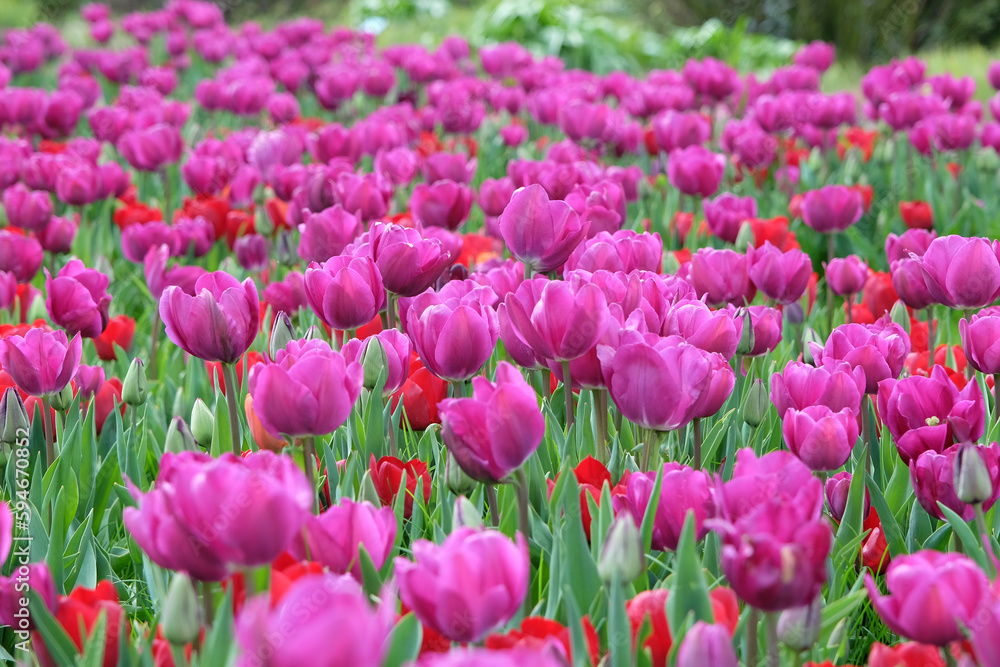 Triumph Tulip  'Negrita'  in flower.