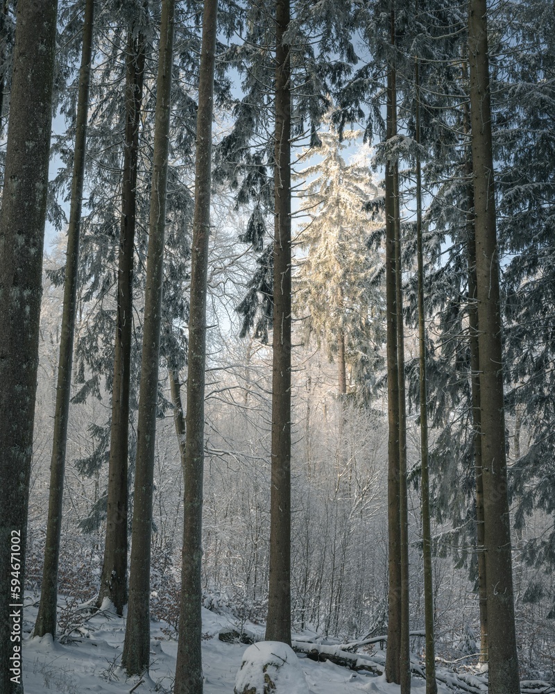 Fototapeta premium Peaceful winter scene of a forest with tall trees covered in snow