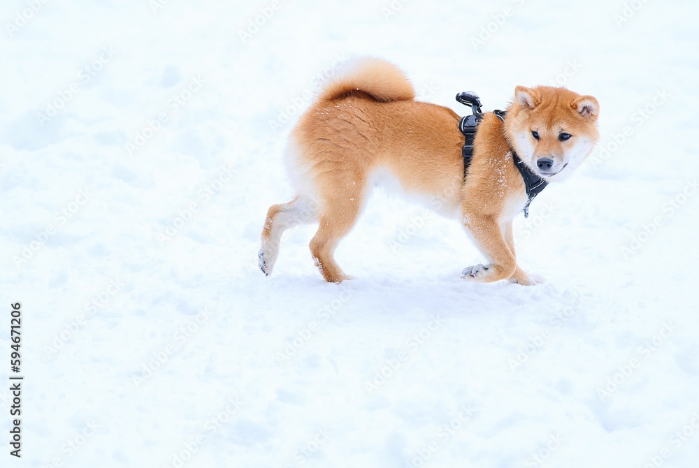 Adorable shiba lnu dog resting in the snowy white field Adorable shiba lnu dog resting in the snowy white field