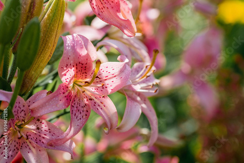 Beautiful bright, pink, garden lily on a sunny day with drops of dew, rain.