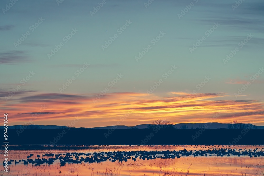 Snow geese during sunrise at Bosque del Apache National Wildlife Refuge Snow geese during sunrise at Bosque del Apache National Wildlife Refuge