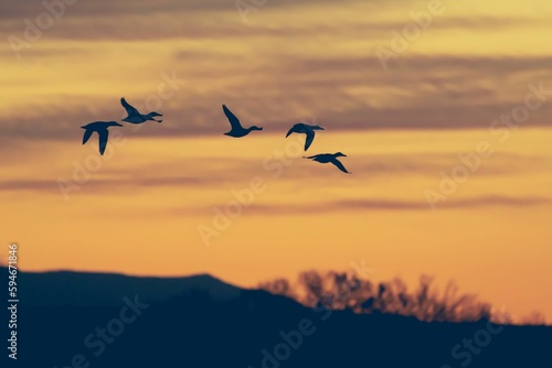 Group of snow geese flying at sunrise with mountain silhouettes in the background