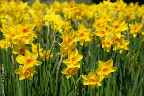 Yellow Jonquil daffodils in flower.