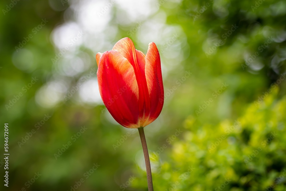 Single red tulip plant in the foreground surrounded by greenery