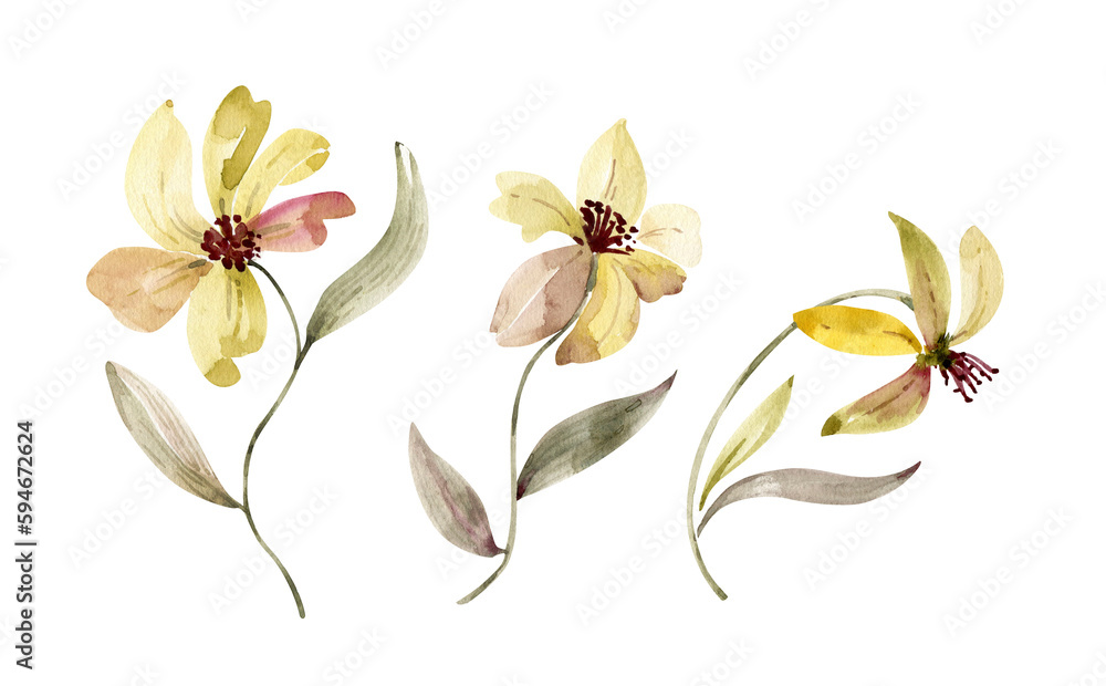 Botanical set of watercolor illustrations of yellow flowers. hand painted .