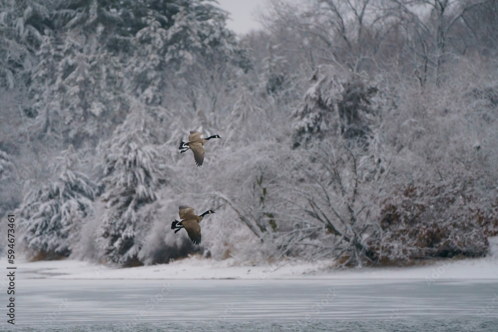 Flock of geese is soaring over a pristine lake covered in a blanket of snow Flock of geese is soaring over a pristine lake covered in a blanket of snow