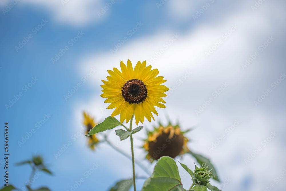 Sunflowers with yellow petals and green leaves growing in the field Sunflowers with yellow petals and green leaves growing in the field
