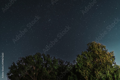 Scenic landscape featuring several trees in the foreground, with a beautiful starry sky background