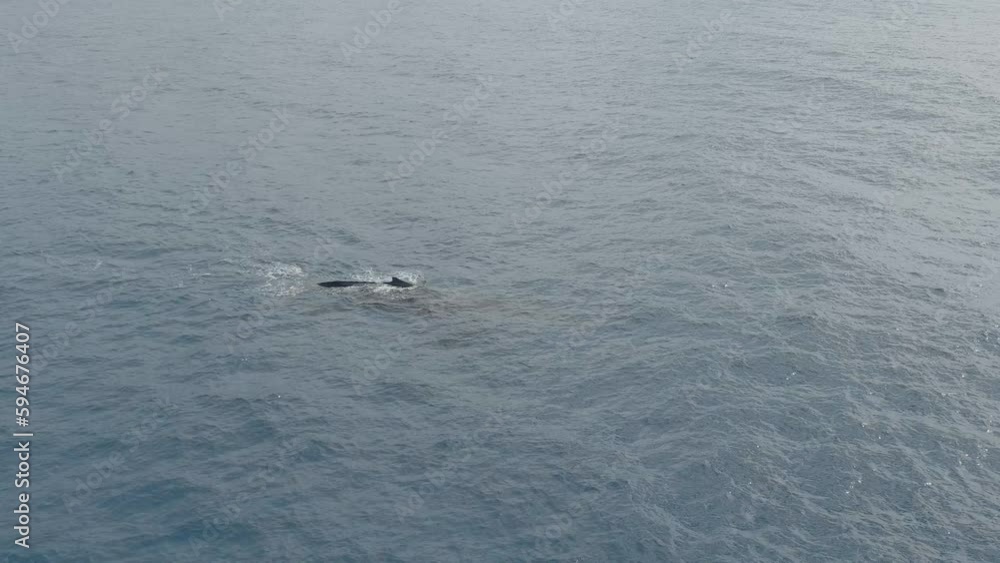 Adult Female Whale with Calf (baby) swimming and blowing air off the coast of Hawaii Adult Female Whale with Calf (baby) swimming and blowing air off the coast of Hawaii