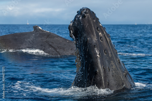 Humpback whale spyhopping © davidhoffmann.com