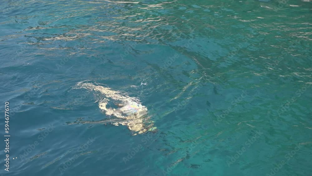 Woman snorkeling and diving in the blue sea water Woman snorkeling and diving in the blue sea water