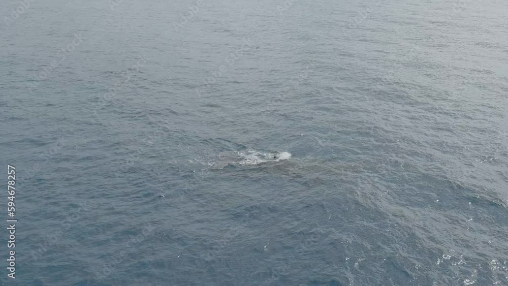 Adult Female Whale with Calf (baby) swimming and blowing air off the coast of Hawaii Adult Female Whale with Calf (baby) swimming and blowing air off the coast of Hawaii