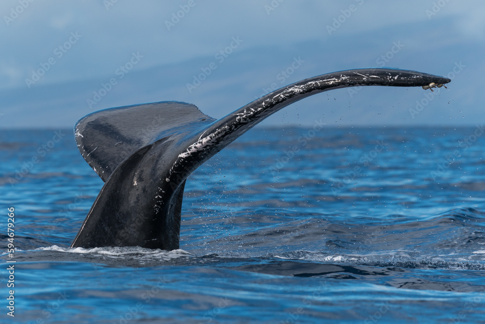 Naklejka premium Humpback whale tail fluke