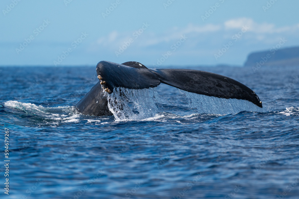 Obraz premium Humpback whale tail fluke