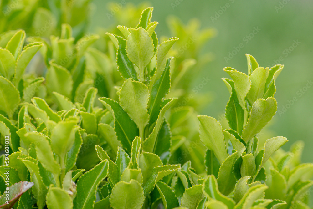 Obraz premium macro photo of a flower, background, texture. Caring for the environment.