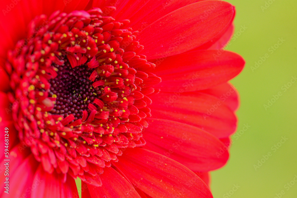 Macro photo of a gerbera flower with a drop of water. floral background