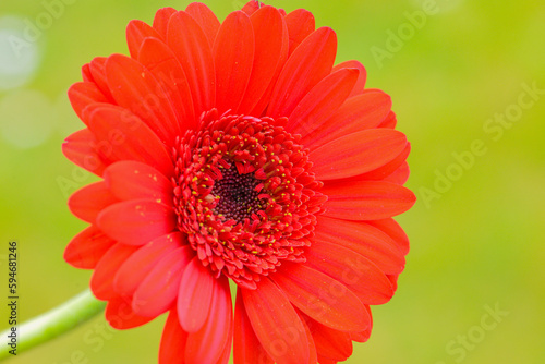 Macro photo of a gerbera flower with a drop of water. floral background