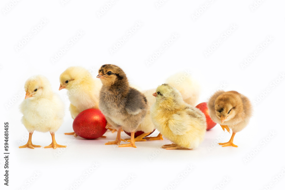 Just hatched chicks and Easter red eggs isolated on white background. Selective focus, copy space. Just hatched chicks and Easter red eggs isolated on white background. Selective focus, copy space.