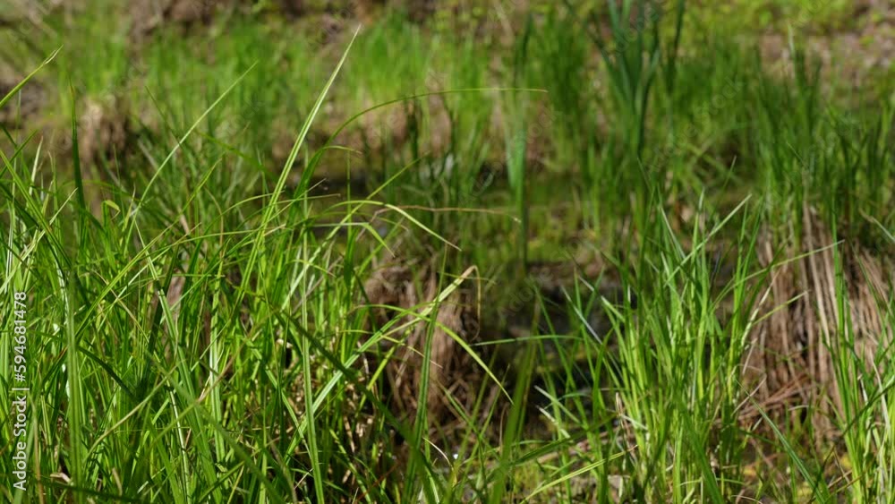 Green shore of countryside river. Young green grass growing near fresh blue water of river outside. Summer green morning landscape of Ukraine. Natural 4k video background Green shore of countryside river. Young green grass growing near fresh blue water of river outside. Summer green morning landscape of Ukraine. Natural 4k video background