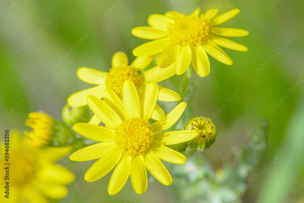 macro photo of a flower, background, texture. Caring for the environment. macro photo of a flower, background, texture. Caring for the environment.