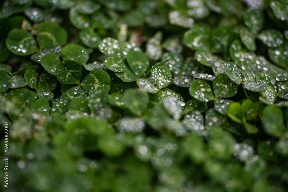 Close-up of vibrant green clover leaves covered in glistening water droplets Close-up of vibrant green clover leaves covered in glistening water droplets