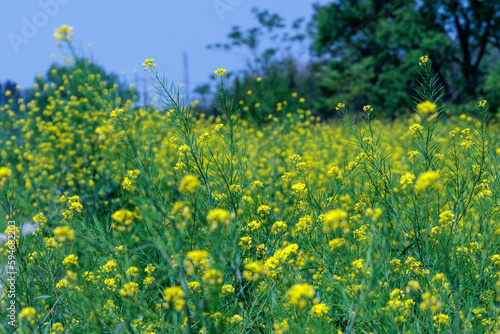 菜の花畑