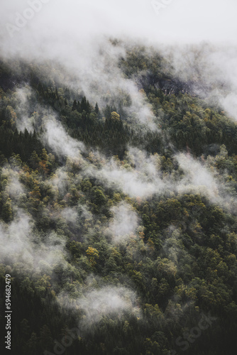 Green Forest On Montain On A Cloudy Moody Day In Norway © Rivo