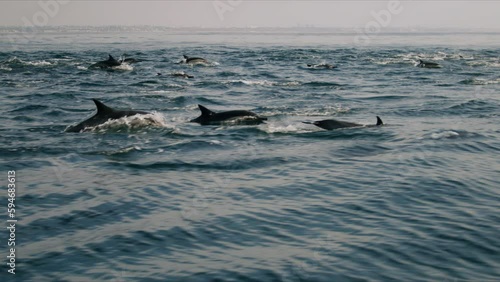 Aerial video of the dolphins swimming on the sea on a sunny day