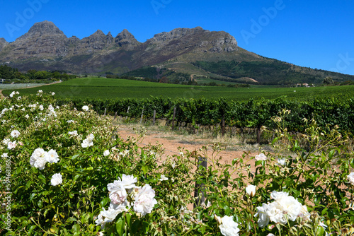View at vineyards near Stellenbosch in South Africa
