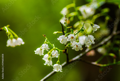 sparkleberry, huckleberry or farkleberry Tree - Vaccinium arboreum - bloom or blossom.  Close up view of cluster or group of small white belle shaped flowers Florida native plant photo