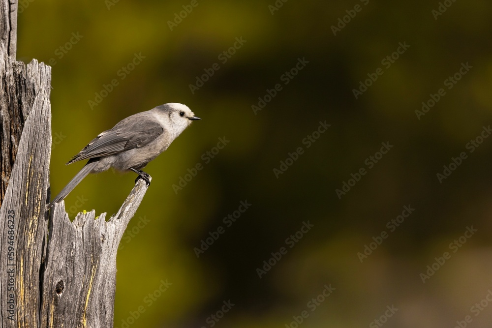 Closeup of a small Canada jay perched on a tree in a forest Closeup of a small Canada jay perched on a tree in a forest