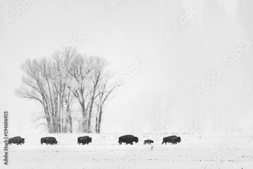 Grayscale shot of a herd of bison grazing in a picturesque winter landscape