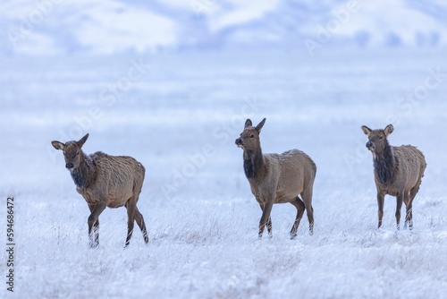Fototapeta Naklejka Na Ścianę i Meble -  Closeup of elks walking in a snowy field in a forest with a blurry background
