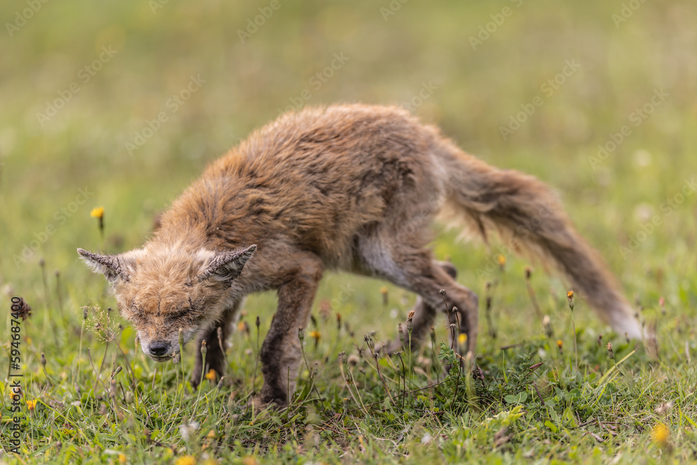 An old and sick fox wanders the countryside looking for food. An old and sick fox wanders the countryside looking for food.