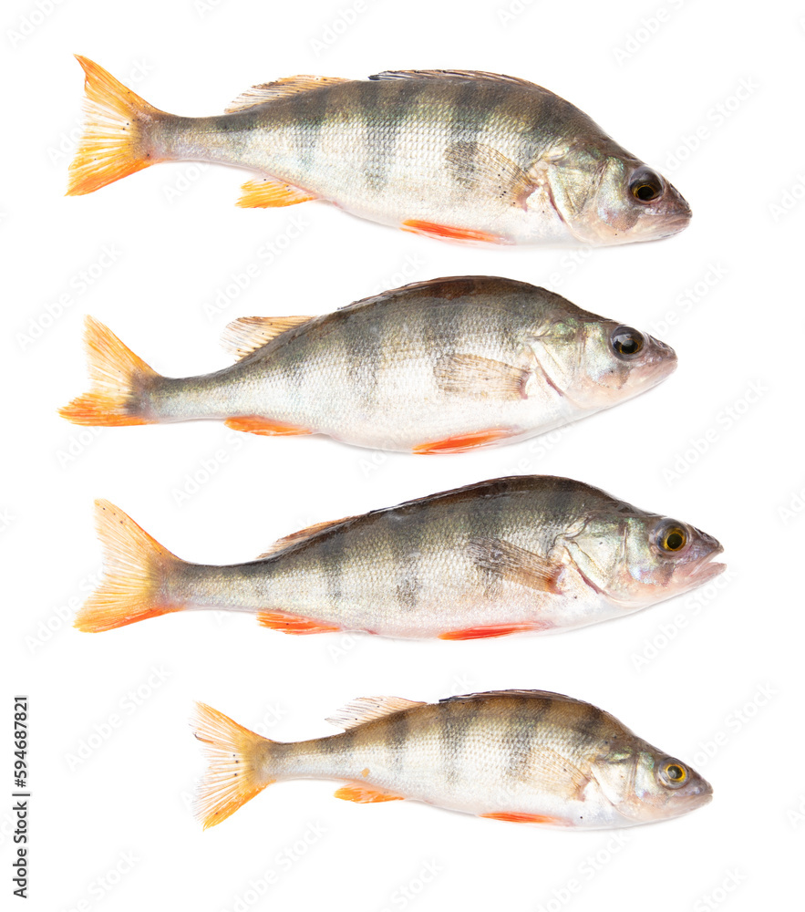 Perch fish isolated on a white background. Perch fish isolated on a white background.