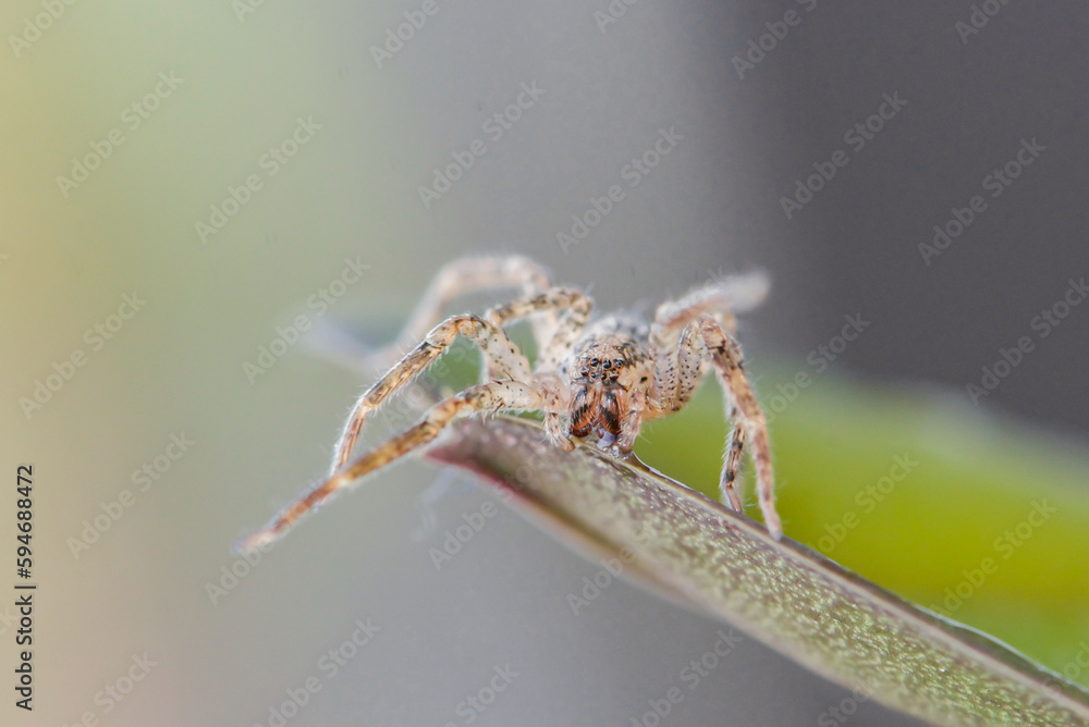 Naklejka premium closeup of a spider that crawls on a green leaf. Spider close-up.