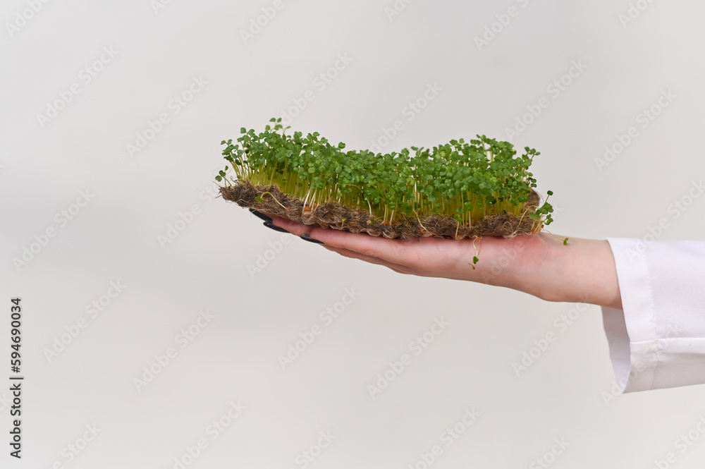 green fresh white mustard grass, on linen mats for micro-greenery. on the palm of your hand green fresh white mustard grass, on linen mats for micro-greenery. on the palm of your hand