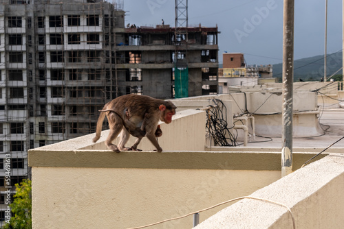 Canvas Print A monkey carrying an infant on the rooftop terrace of a high rise skyscraper in the suburb of Kandivali