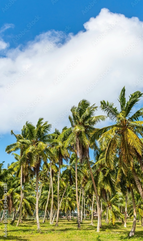 A vertical shot of palm trees under a blue sky A vertical shot of palm trees under a blue sky