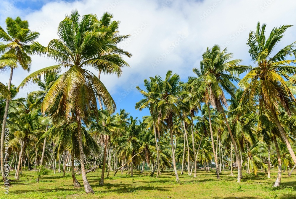 A beautiful view of palm trees on a green field A beautiful view of palm trees on a green field