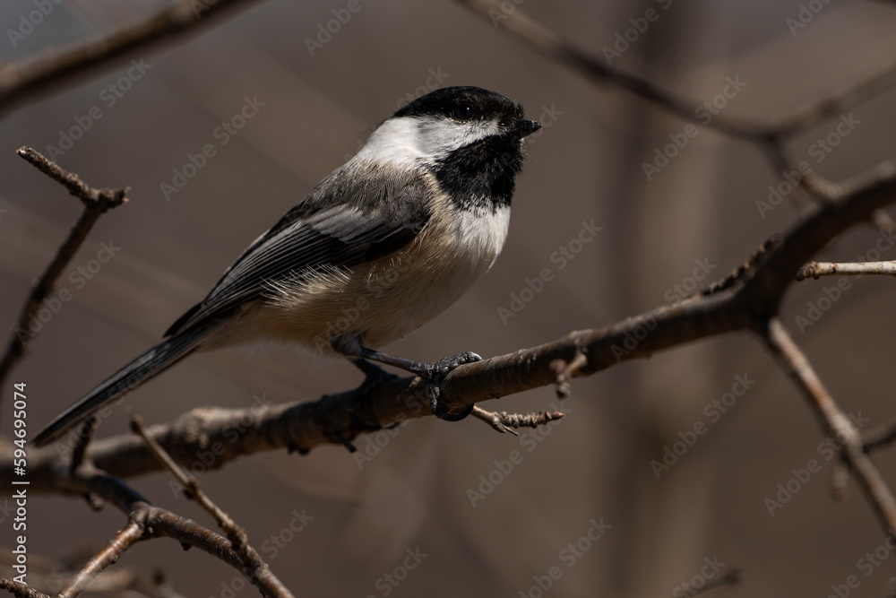 Black-capped chickadee Black-capped chickadee
