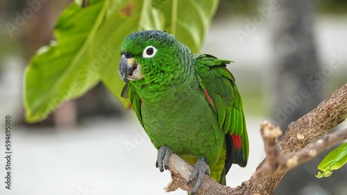 a parrot sits in the middle of a tree branch looking off to the side