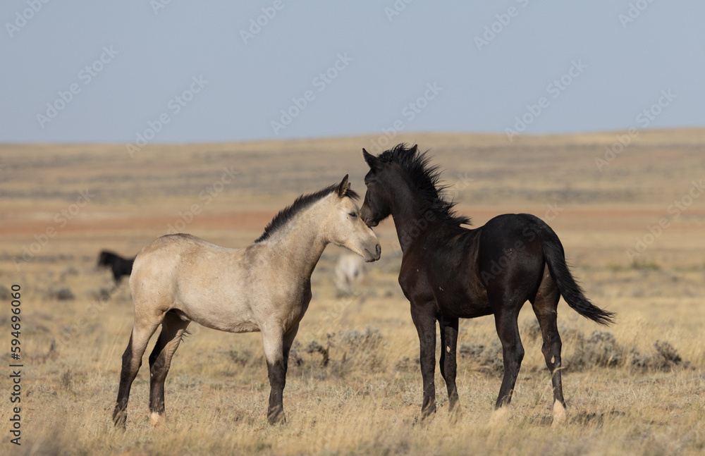 Pair of Young Wild Horses Playing in the Wyoming Desert Pair of Young Wild Horses Playing in the Wyoming Desert