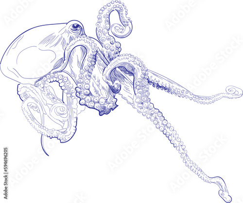 Hand drawn ocean octopus engraving illustration. Etching octopus vector squid.