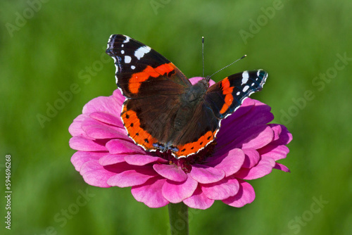red admiral butterfly sitting on purple marigold flower in garden